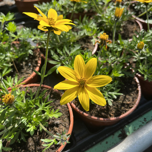 Bidens