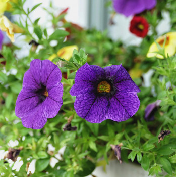 Fleurs d'été