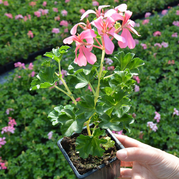 Géranium lierre à fleurs simples - Roi des Balcons