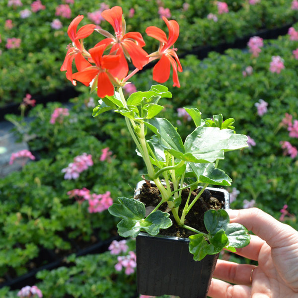 Géranium lierre à fleurs simples - Roi des Balcons