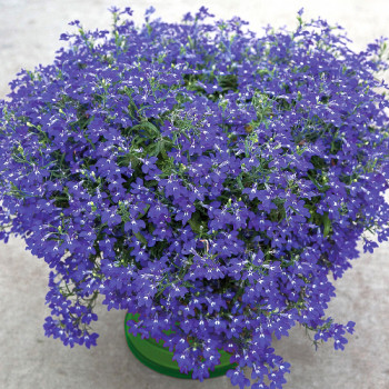 Lobelia