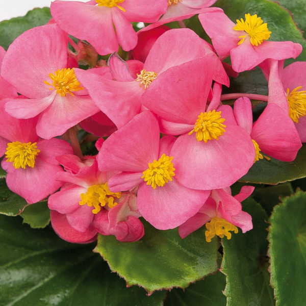 Bégonias à feuillage vert