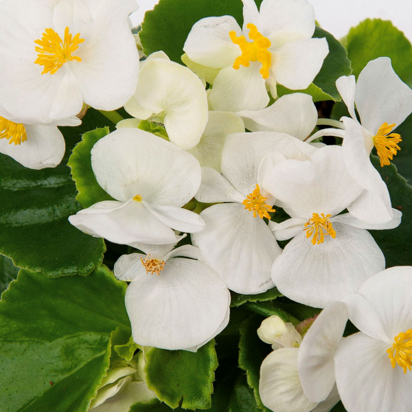 Begonias simples à massif