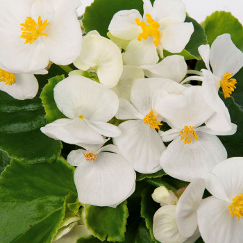 Bégonias à feuillage vert - Image 1