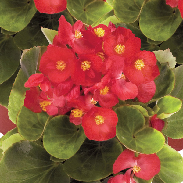 Begonias simples à massif