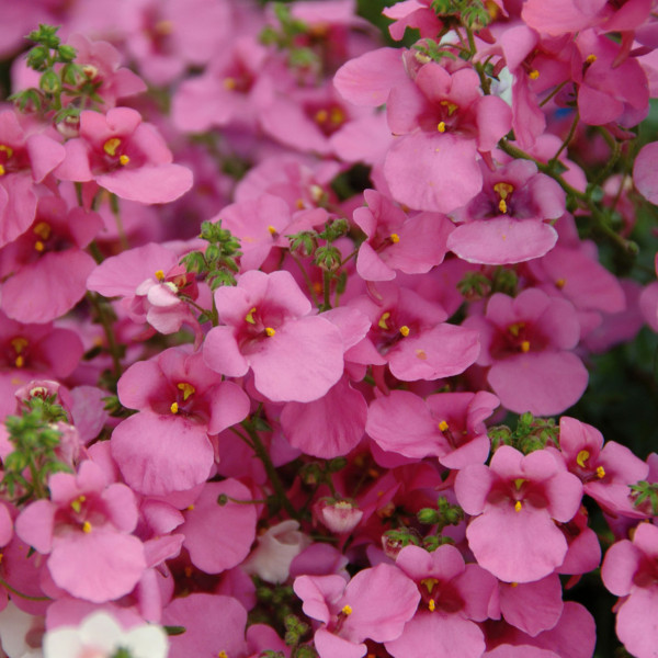 Diascia