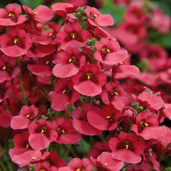 Diascia