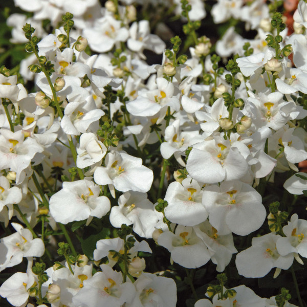 Diascia