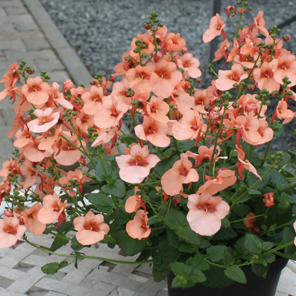 Diascia