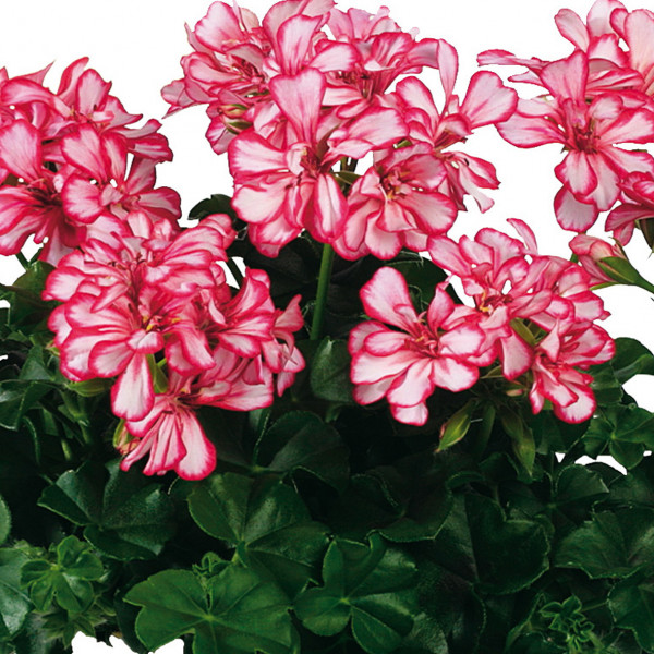 Géranium lierre à fleurs doubles