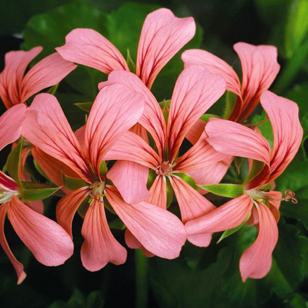 Géranium lierre à fleurs simples - Roi des Balcons