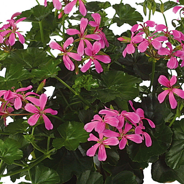 Géranium lierre à fleurs simples