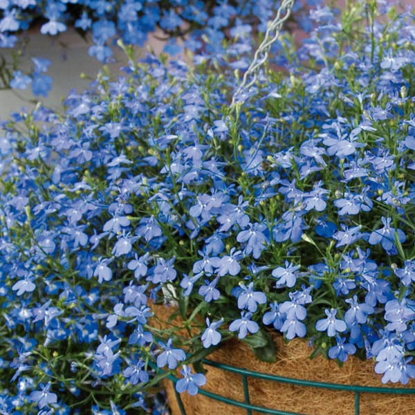 Lobelia
