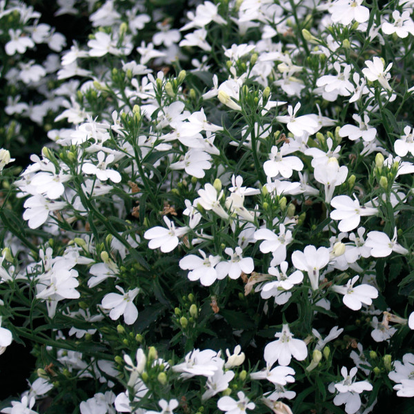 Lobelia