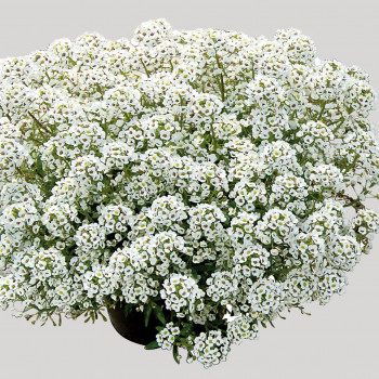 Lobularia