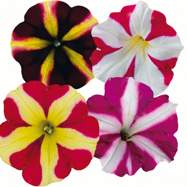 Pétunias retombants