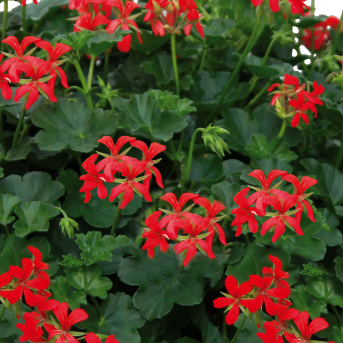 Lot de 10 fleurs artificielles d'extérieur résistantes aux UV, ne se Lot de 10 fleurs artificielles d'extérieur résistantes aux UV, ne se