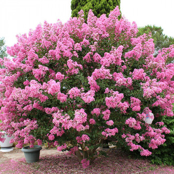 Lilas des Indes - Lagerstroemia Jacqueline Desmartis