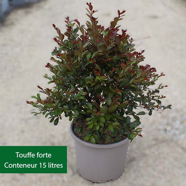 Lilas des Indes - Lagerstroemia Terrasse Rouge