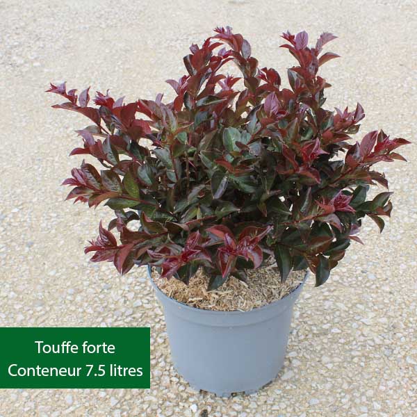 Lilas des Indes - Lagerstroemia Black Diamond® Pure White