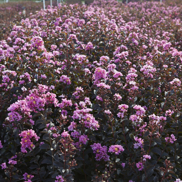 Lilas des Indes - Lagerstroemia Black Diamond® Lavender Lace