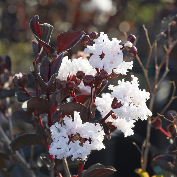 Lilas des Indes - Lagerstroemia Black Diamond® Pure White