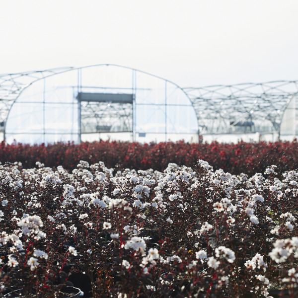 Lilas des Indes - Lagerstroemia Black Diamond® Pure White
