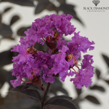 Lilas des Indes - Lagerstroemia Black Diamond® Purely Purple