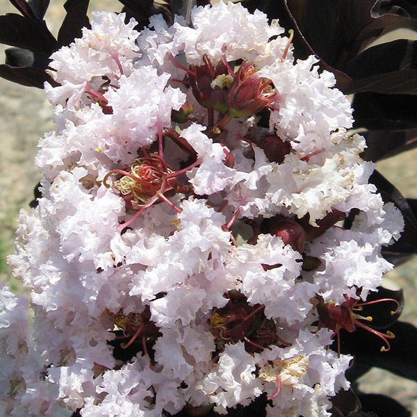 Lilas des Indes - Lagerstroemia Black Diamond® Blush