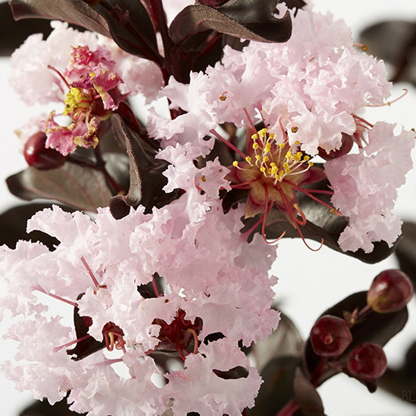 Lilas des Indes - Lagerstroemia Black Diamond® Blush