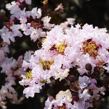 Lilas des Indes - Lagerstroemia Black Diamond® Blush