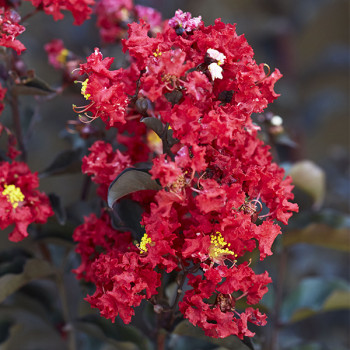 Lilas des Indes - Lagerstroemia Black Diamond® Crimson Red