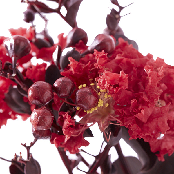 Lilas des Indes - Lagerstroemia Black Diamond® Crimson Red