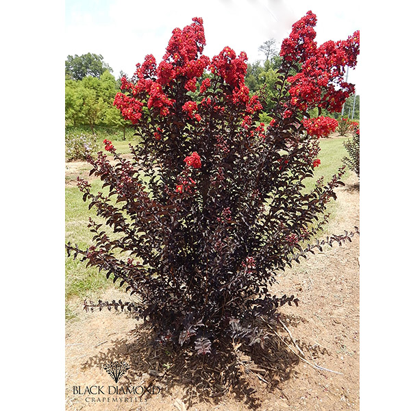 Lilas des Indes - Lagerstroemia Black Diamond® Crimson Red