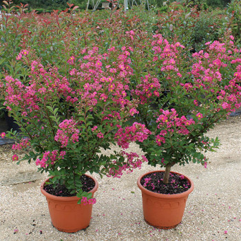 Lilas des Indes - Lagerstroemia Bergerac®