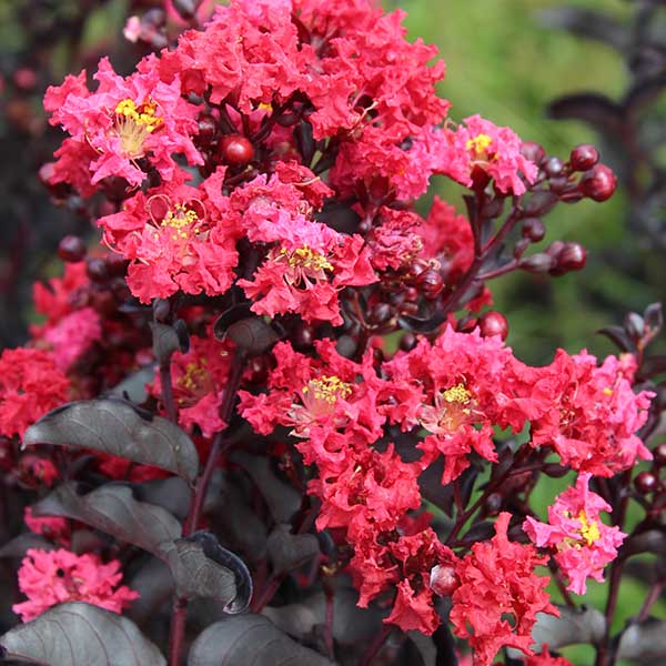 Lilas des Indes - Lagerstroemia Black Diamond® Crimson Red