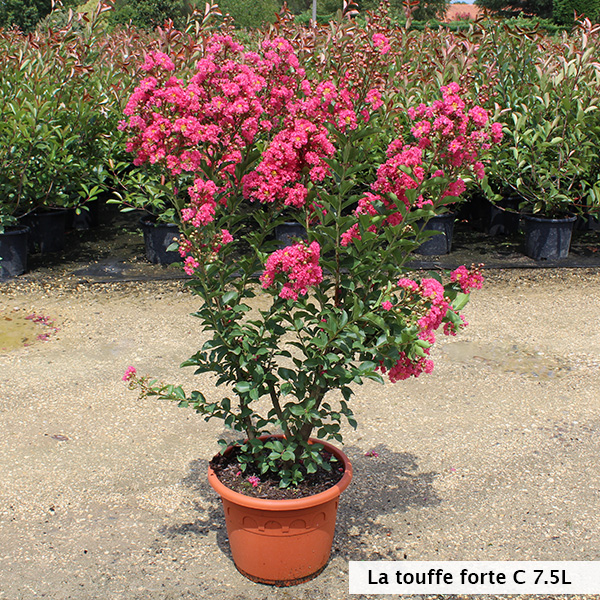 Lilas des Indes - Lagerstroemia Grand Cru®