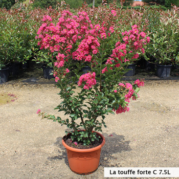 Lilas des Indes - Lagerstroemia Grand Cru® - Image 1