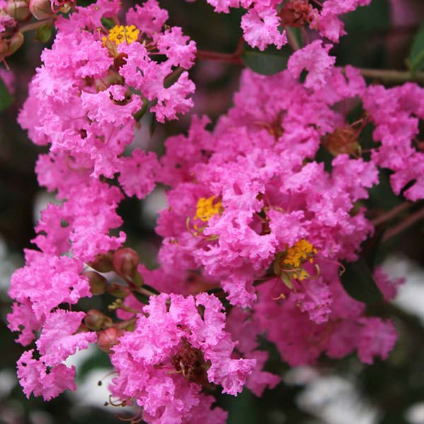 Lilas des Indes - Lagerstroemia Jacqueline Desmartis