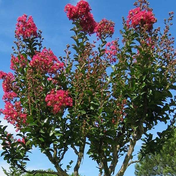 Lilas des Indes - Lagerstroemia Margaux®