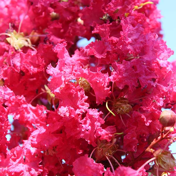 Lilas des Indes - Lagerstroemia Margaux®