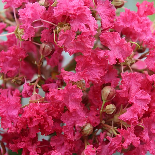 Lilas des Indes - Lagerstroemia Margaux®