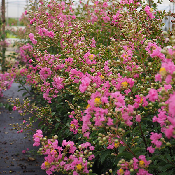 Lilas des Indes - Lagerstroemia Monbazillac®