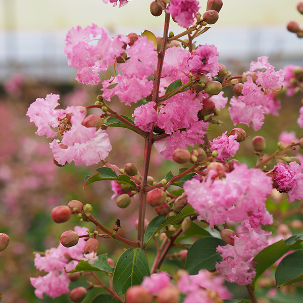 Lilas des Indes - Lagerstroemia Monbazillac®