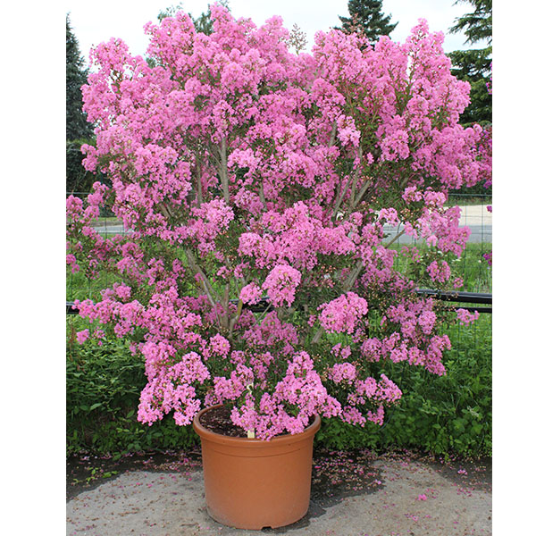 Lilas des Indes - Lagerstroemia Monbazillac®