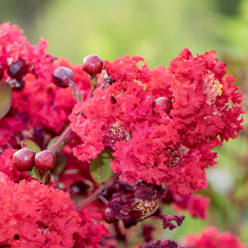 Lilas des Indes - Lagerstroemia Red Imperator