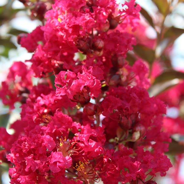 Lilas des Indes - Lagerstroemia Red Imperator - Image 4
