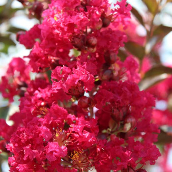 Lilas des Indes - Lagerstroemia Red Imperator - Image 4