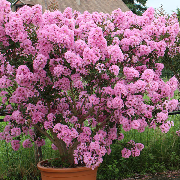 Lilas des Indes - Lagerstroemia Soir d'été®