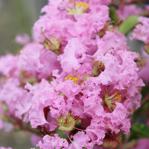 Lilas des Indes - Lagerstroemia Soir d'été®